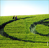 Crop circle