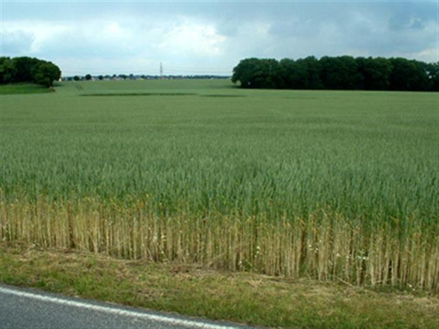 Crop circle