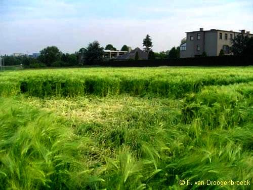 Crop circle