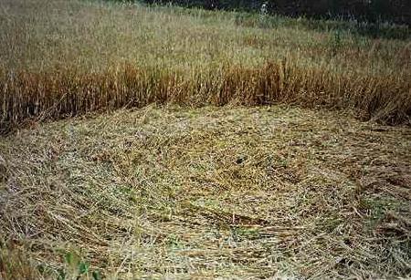 Crop circle