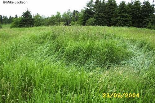 Crop circle