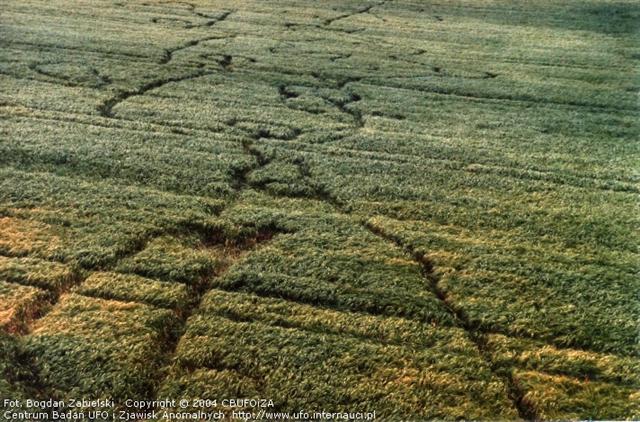 Crop circle