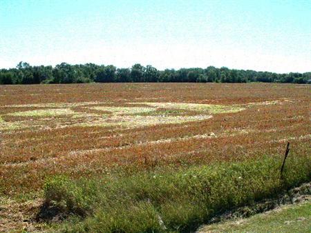 Crop circle