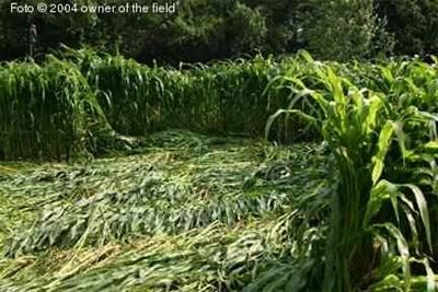 Crop circle