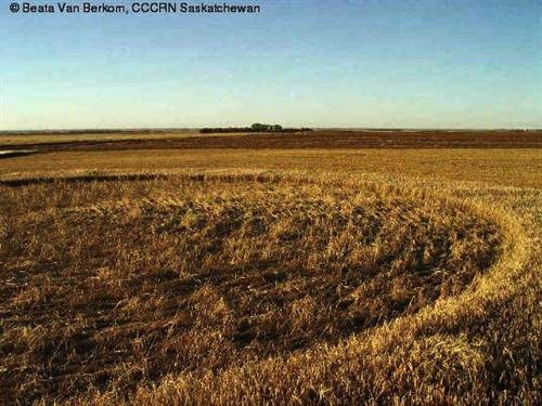 Crop circle