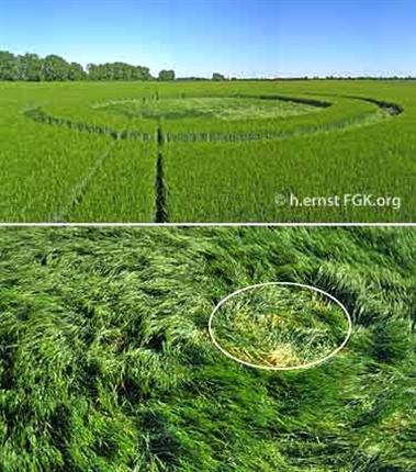 Crop circle