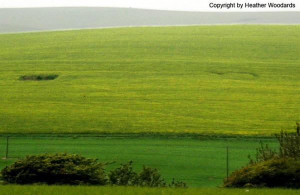 Crop circle