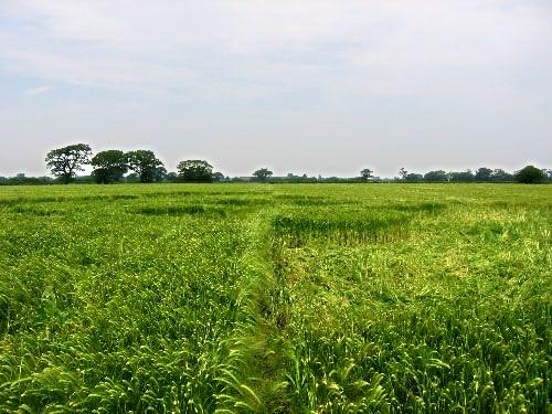 Crop circle