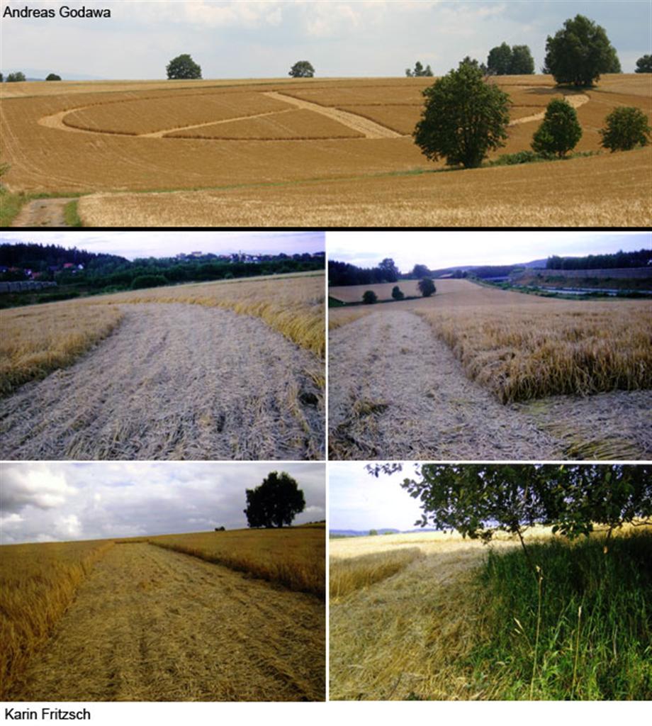 Crop circle