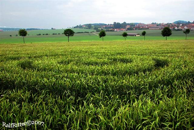 Crop circle