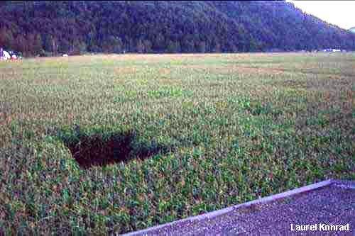 Crop circle