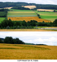 Crop circle