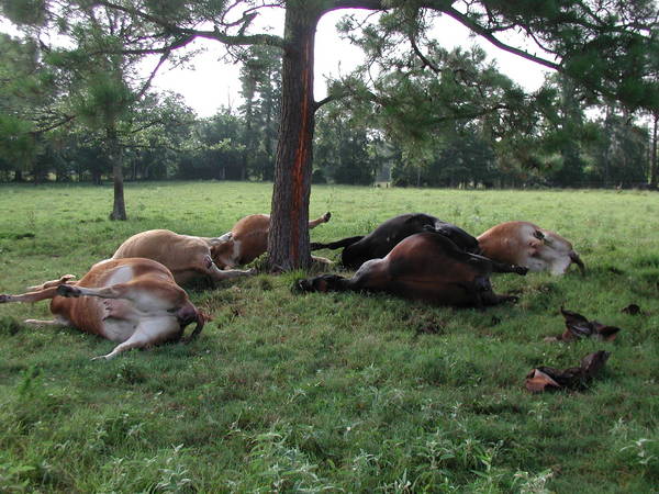 cows killed by lightning